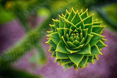 Close-up of plant