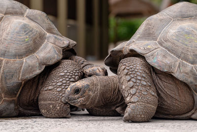 View of tortoise