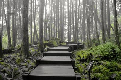 Walkway amidst trees in forest