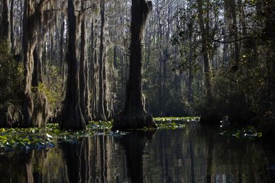 Scenic view of lake in forest