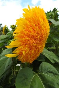 Close-up of yellow flower blooming outdoors