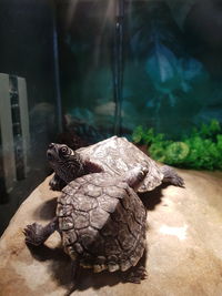 Close-up of a turtle in zoo