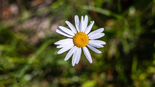 Close-up of white daisy