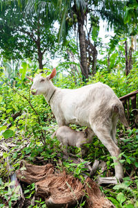 Close-up of goat