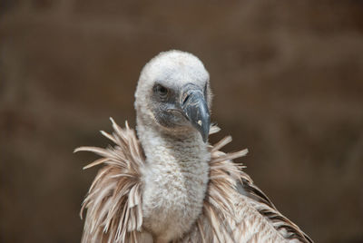 Close-up of vulture