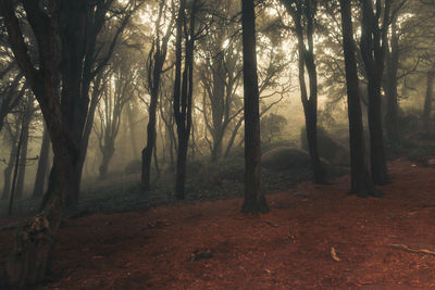 Trees in forest