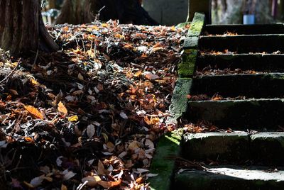 Close-up of dry leaves falling on field in forest during autumn