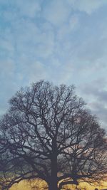 Low angle view of bare trees against sky