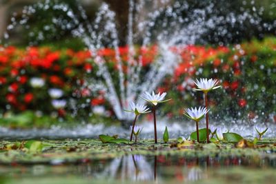 Close-up of water lily in lake