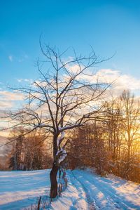 Bare tree on snow covered field against sky