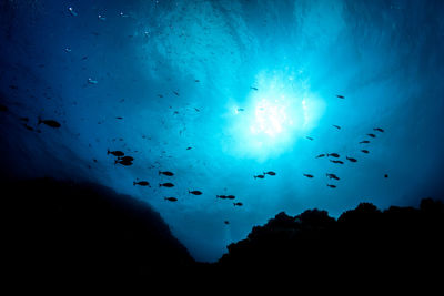 Low angle view of silhouette fish swimming in sea