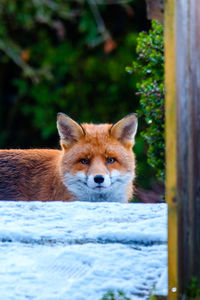 Portrait of a smiling fox looking at camera