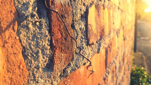 Close-up of tree trunk