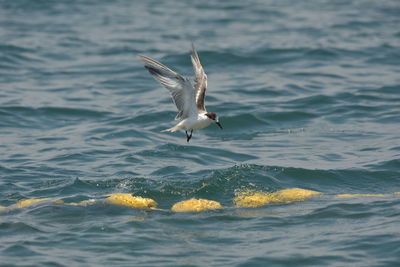 Seagull flying over sea