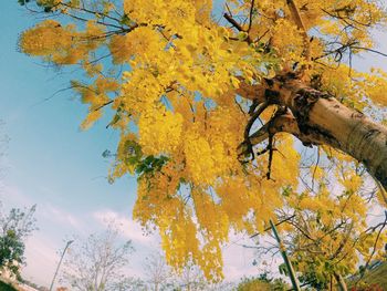 Close-up of autumn tree against sky