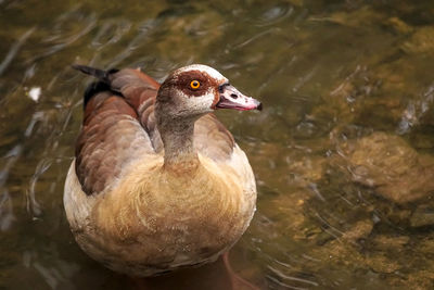 Close-up of duck swimming in lake