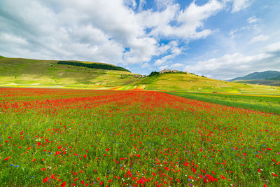 Scenic view of field against sky