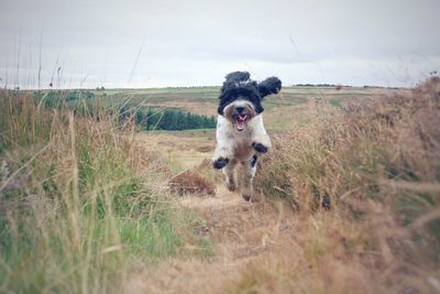 Dog in a field