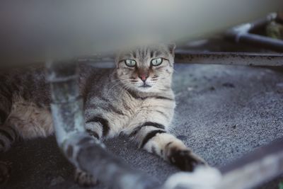 Close-up portrait of cat lying down