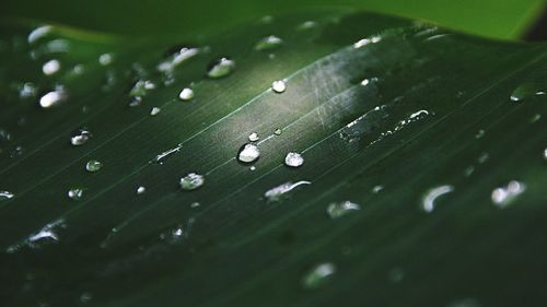 Close-up of raindrops on leaf