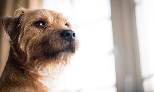 Close-up portrait of dog