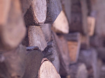 Close-up of logs in forest