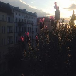 Plants against cloudy sky