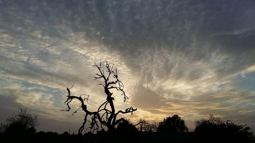 Low angle view of silhouette trees against sky at sunset