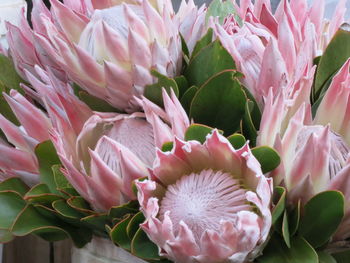 Close-up of pink flowers