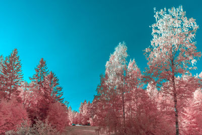 Low angle view of infrared trees against clear blue sky
