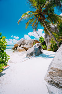Scenic view of palm trees on rock against sky