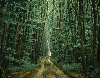 Trail amidst trees in forest