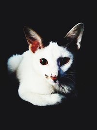 Close-up portrait of cat against black background