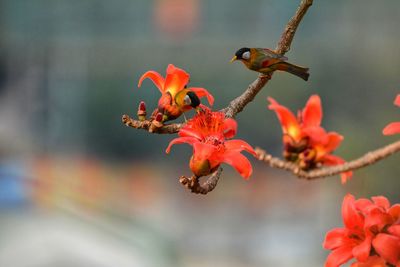 Close-up of red flowers against blurred background