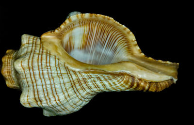 Close-up of turtle against black background