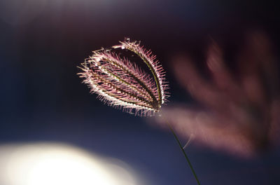 Close-up of feather on dry leaves