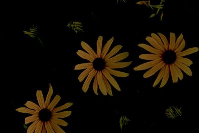 Close-up of yellow daisy flowers