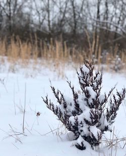 Snow covered bare trees on field during winter