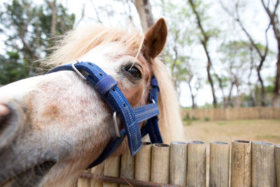 Close-up of horse in pen