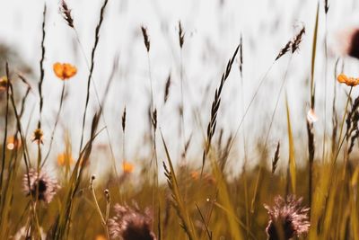 Close-up of flowering plants on field