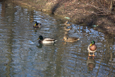 High angle view of ducks swimming on lake