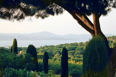 Trees on field against sky