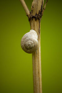 Close-up of snail