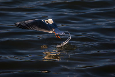 Bird flying over lake