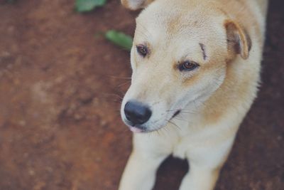 Close-up portrait of a dog