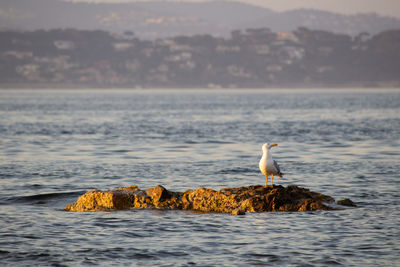 Seagull perching on a rock