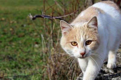 Close-up portrait of cat