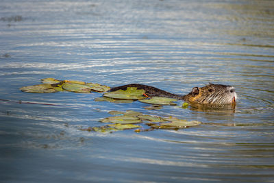 Coypu swimming in river