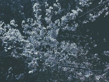 Low angle view of flowers on tree