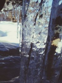 Close-up of tree trunk